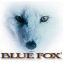 Blue Fox